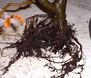 Fagus sylvatica/European Beech Bonsai Progression Series